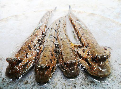 Cá bống sao - đặc sản vùng Sóc Trăng